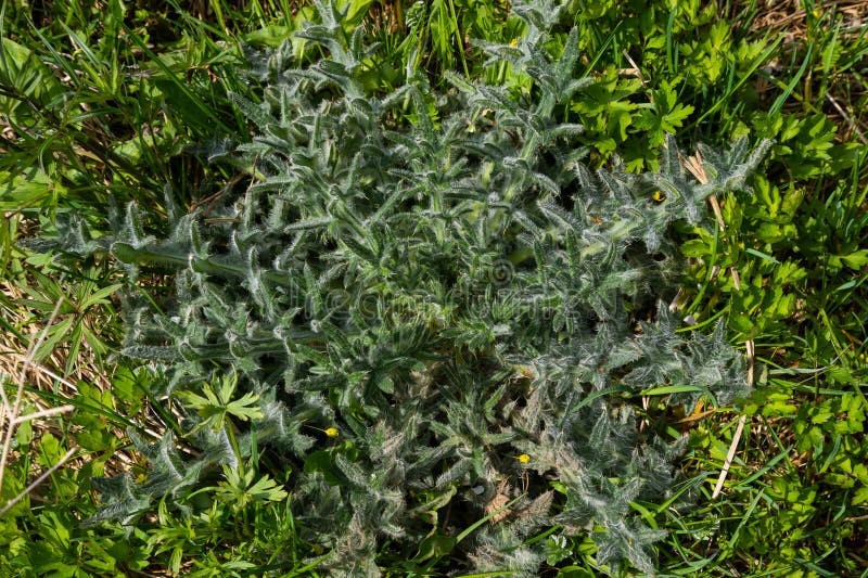 top view of Cirsium vulgare, the spear thistle. top view of Cirsium vulgare, the spear thistle.