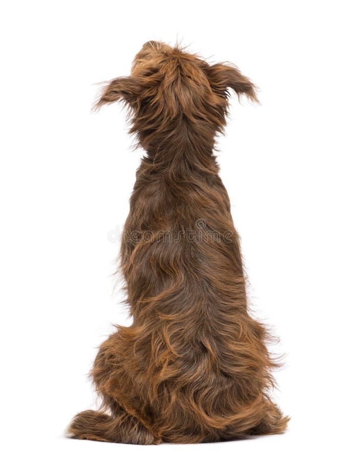 Rear view of a Crossbreed, 5 months old, sitting and looking up against white background. Rear view of a Crossbreed, 5 months old, sitting and looking up against white background