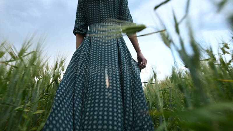Вид сзади низкого угла Маленькая девочка в свободном зеленом платье неторопливом идет вдоль зеленого поля пшеницы r