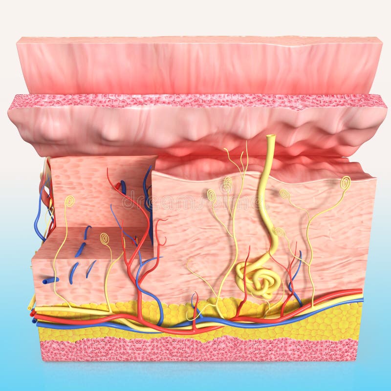 3D art illustration of anatomy of Front view of Human skin cutway diagram. 3D art illustration of anatomy of Front view of Human skin cutway diagram