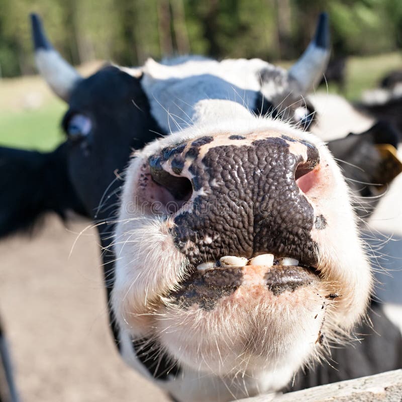 Black and white cow muzzle closeup front view with focus on the nose and teeth on outdoor background. Black and white cow muzzle closeup front view with focus on the nose and teeth on outdoor background