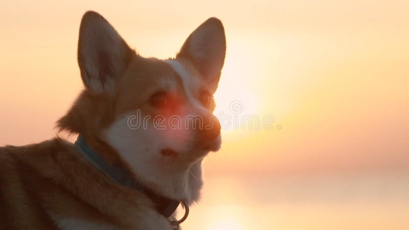 Вид: террористы взорвали красивой собаки corgi, сидя на пляже во время золотой закат на spbi осенние вечера. сток-видео