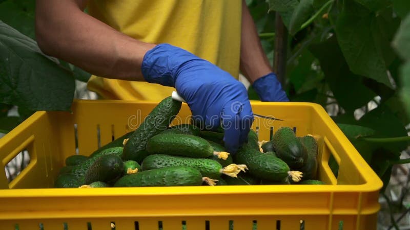 Вид: террористы взорвали мужского работника собирают огурцы в оранжерее hydroponic spbd фермы. сток-видео