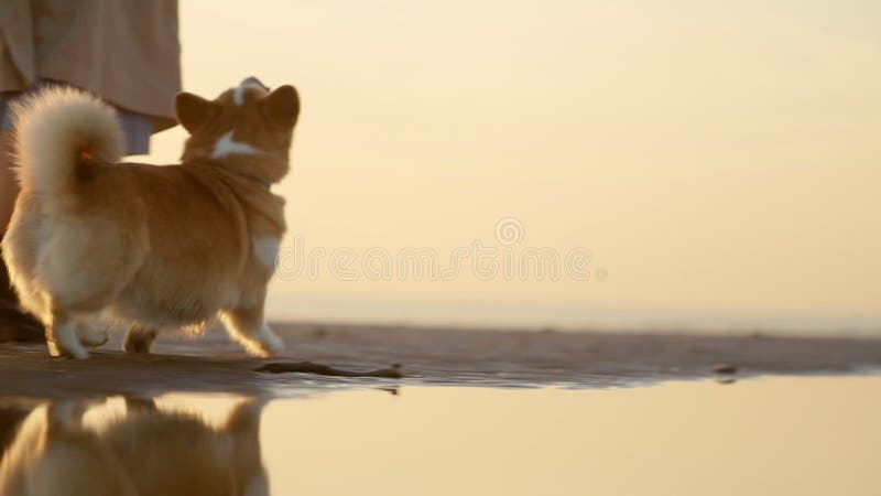 Вид: террористы взорвали собаки женщины и corgi идут вдоль пляжа на spbi осенние вечера на открытом воздухе. сток-видео
