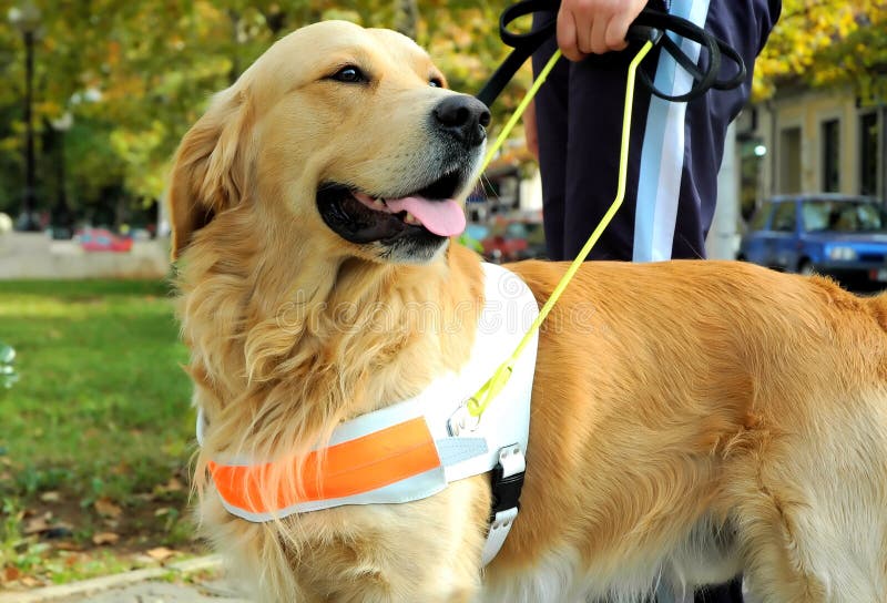 Close up view of a trained seeing eye dog used to guide the blind. Close up view of a trained seeing eye dog used to guide the blind.