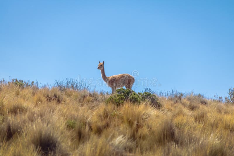 Vicunas near Serrania de Hornocal, the fourteen colors hill at Quebrada de Humahuaca in Humahuaca, Jujuy, Argentina. Vicunas near Serrania de Hornocal, the fourteen colors hill at Quebrada de Humahuaca in Humahuaca, Jujuy, Argentina