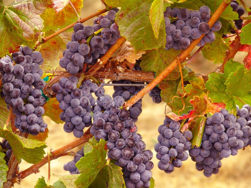 Виноградины вина Napa Valley на лозе готовой для сбора стоковое изображение Виноградины вина Napa Valley на лозе готовой для сбора стоковое изображение