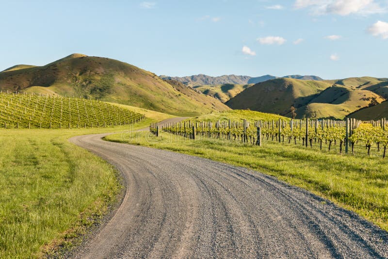 Country road across vineyards in Marlborough, New Zealand in springtime. Country road across vineyards in Marlborough, New Zealand in springtime