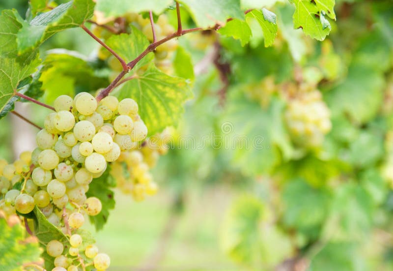 виноградины riesling стоковое фото виноградины riesling стоковое фото
