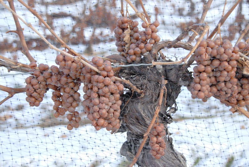 виноградник icewine виноградин стоковые фото виноградник icewine виноградин стоковые фото