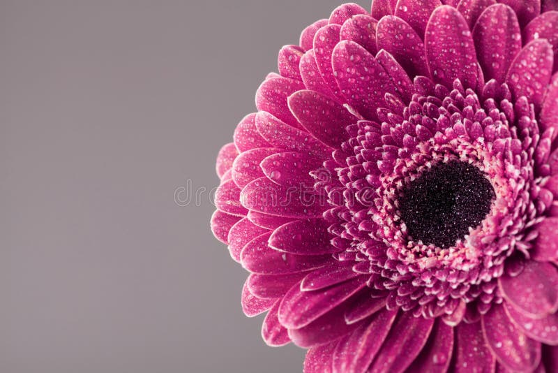 Винтажная красивая одиночная голова цветка маргаритки gerbera в воде падает Поздравительная открытка на день дня рождения, матери стоковая фотография