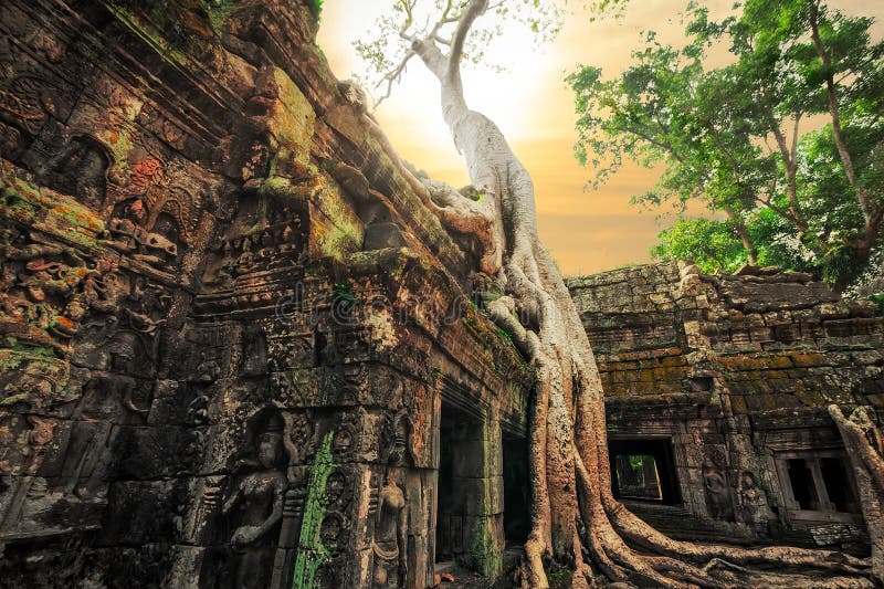 Висок Prohm животиков с гигантским баньяном на заходе солнца Angkor Wat, Камбоджа