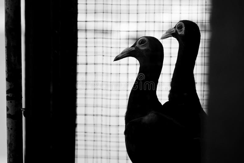 2 unique pigeons birds in a cage. 2 unique pigeons birds in a cage