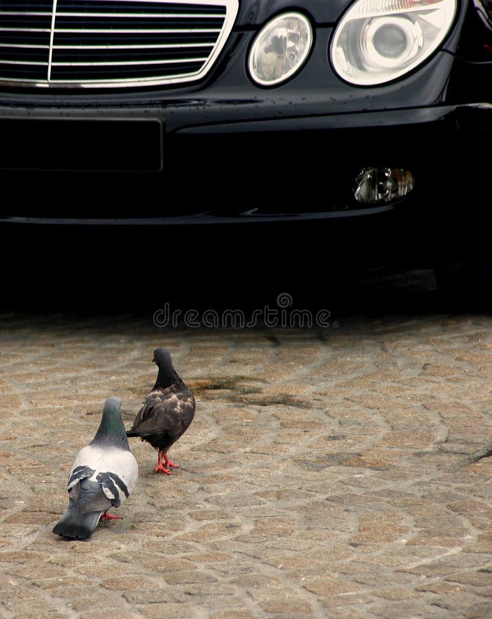 View of 2 pigeons in front of a limousine. View of 2 pigeons in front of a limousine