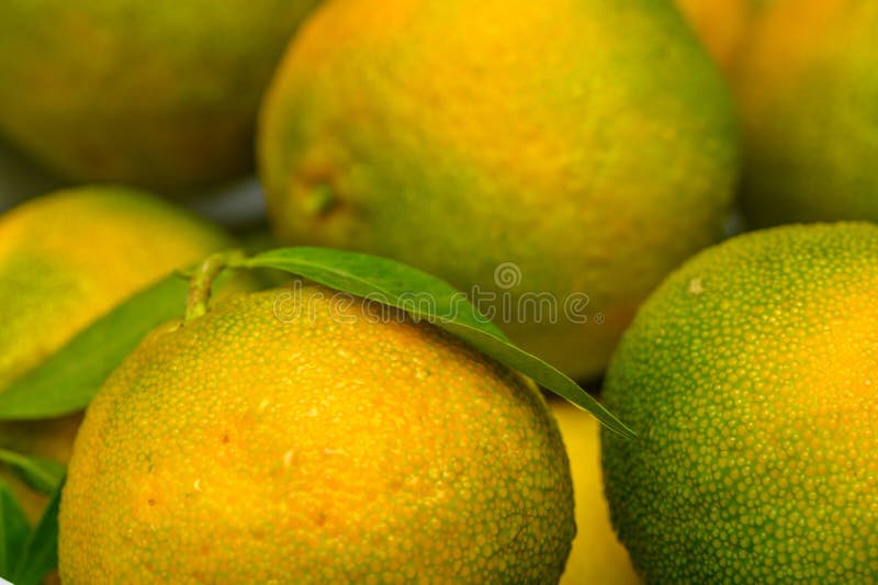 delicious fresh green-orange tangerines as background 1. delicious fresh green-orange tangerines as background 1