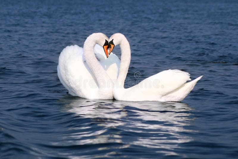 Swans fall in love. Swans fall in love