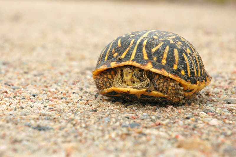 Shy western box turtle peeks out from inside its shell on dirt road background. Shy western box turtle peeks out from inside its shell on dirt road background