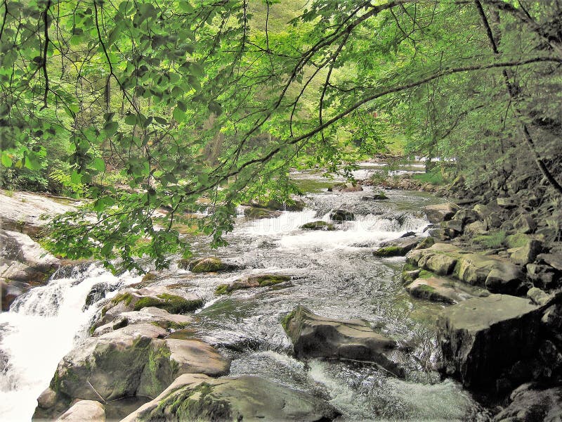 Trees with spring leaves hang above a small stream in Cades Cove, an isolated valley in the Great Smoky Mountains National Park. The valley, located in Tennessee, was once home to numerous settlers before the formation of the national park. Today an 11 mile loop drive offers visitors the opportunity to see its well preserved homesteads, scenic mountain views, and abundant display of wildlife. Trees with spring leaves hang above a small stream in Cades Cove, an isolated valley in the Great Smoky Mountains National Park. The valley, located in Tennessee, was once home to numerous settlers before the formation of the national park. Today an 11 mile loop drive offers visitors the opportunity to see its well preserved homesteads, scenic mountain views, and abundant display of wildlife.