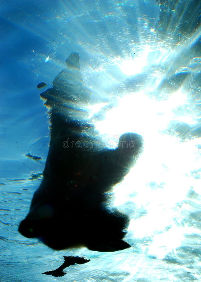 An underwater view of a polar bear diving into a pond of water. An underwater view of a polar bear diving into a pond of water