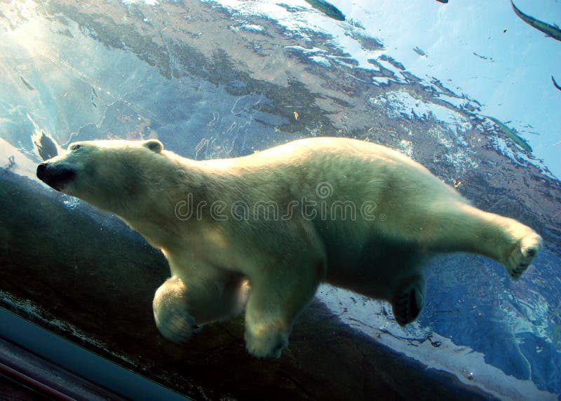 An underwater view of a polar bear diving into a pond of water. An underwater view of a polar bear diving into a pond of water