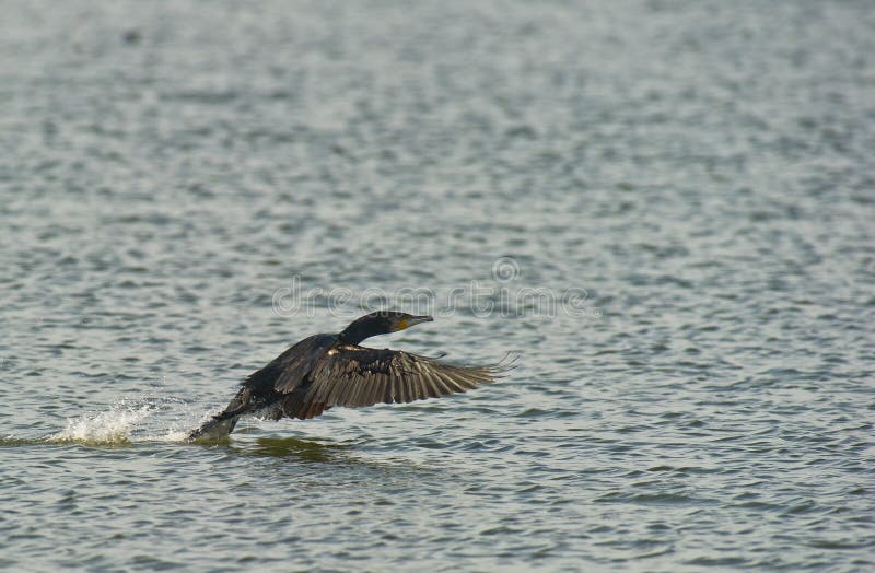 вода посадки cormorant стоковые фото вода посадки cormorant стоковые фото