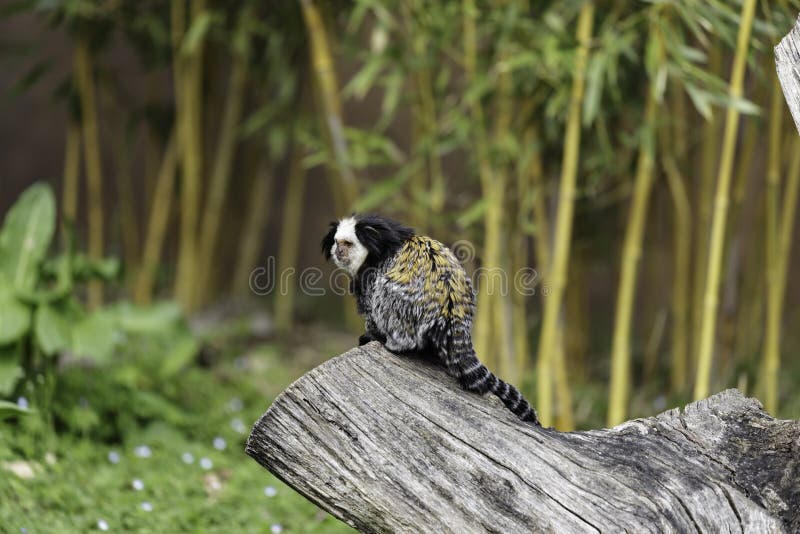 возглавленная белизна marmoset стоковые фотографии rf возглавленная белизна marmoset стоковые фотографии rf
