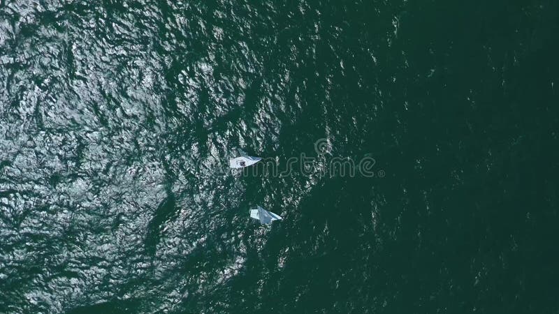 воздушная сцена с двумя парусниками на спокойной воде под солнечным светом сток-видео