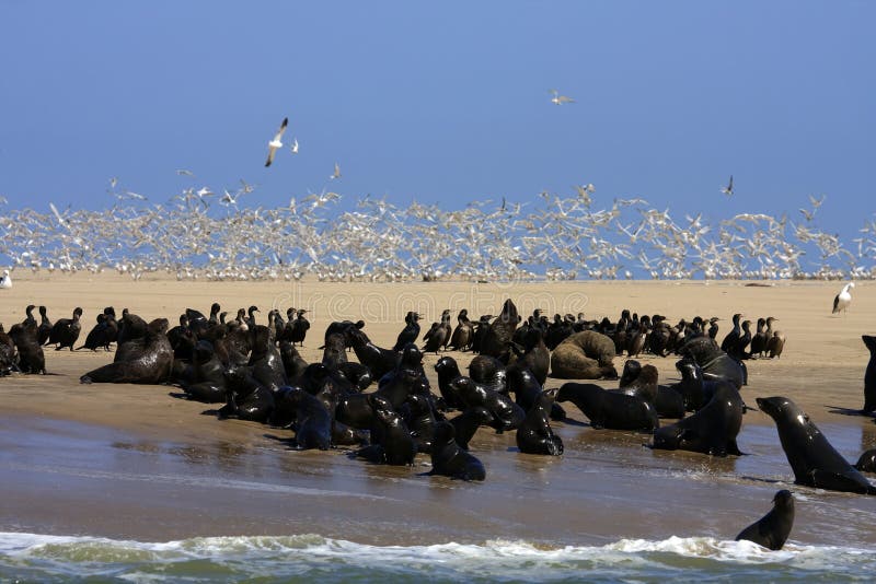 Boat Trip around Walvis Bay with seal colonies dolphins and birds Namibia. Boat Trip around Walvis Bay with seal colonies dolphins and birds Namibia