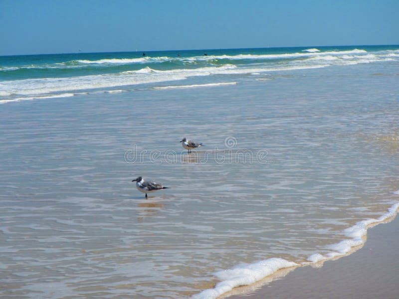 Волны свертывая в Daytona Beach, Флориде стоковое фото Волны свертывая в Daytona Beach, Флориде стоковое фото