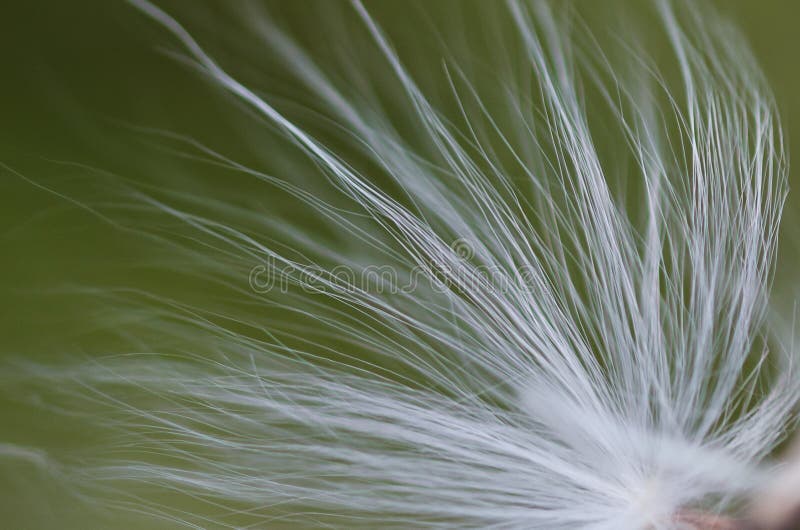 Волокна Milkweed â природы абстрактные стоковое изображение rf Волокна Milkweed â природы абстрактные стоковое изображение rf