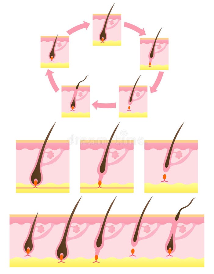 Hair cycle. diagram of a hair follicle. Hair cycle. diagram of a hair follicle