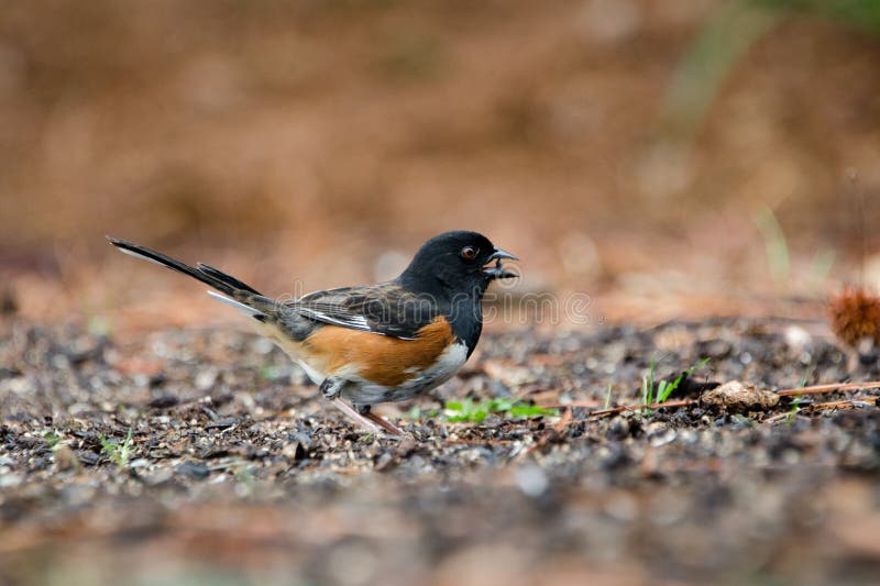 Восточная птица Towhee есть семена подсолнуха черного смазочного минерального масла, Афины, Georgia стоковые фото Восточная птица Towhee есть семена подсолнуха черного смазочного минерального масла, Афины, Georgia стоковые фото