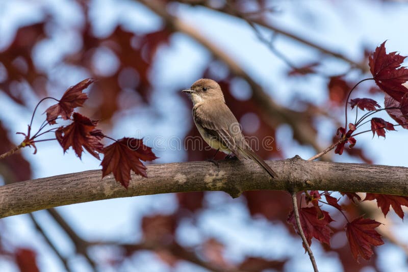Восточное phoebe Sayornis Phoebe стоковая фотография Восточное phoebe Sayornis Phoebe стоковая фотография