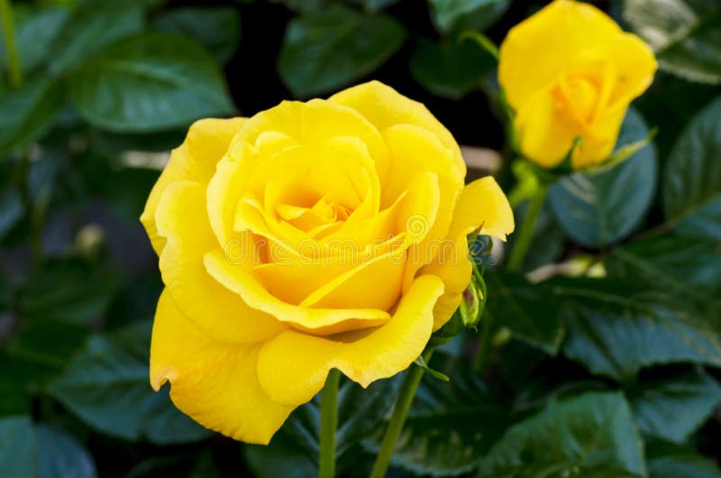 Delightful blooming yellow rose on bush. Studio Photo. Delightful blooming yellow rose on bush. Studio Photo