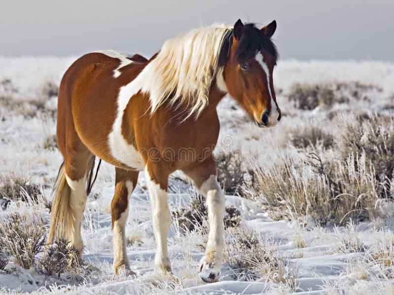 This Wild Mustang paint pinto pony with winter mane is a dominant mare in the desert horse herd of McCullough Peaks BLM hma range Wyoming Montana. This Wild Mustang paint pinto pony with winter mane is a dominant mare in the desert horse herd of McCullough Peaks BLM hma range Wyoming Montana.