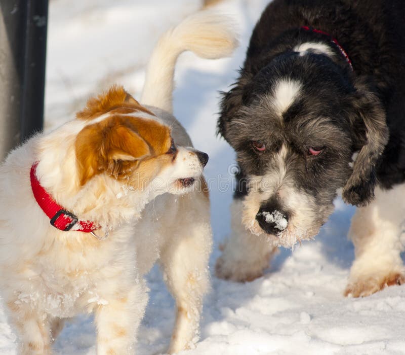 Small dog appears to be reassuring a worried older dog. Small dog appears to be reassuring a worried older dog.