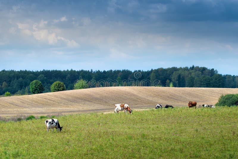 Cows on green meadow. Masuria, Poland. Cows on green meadow. Masuria, Poland.