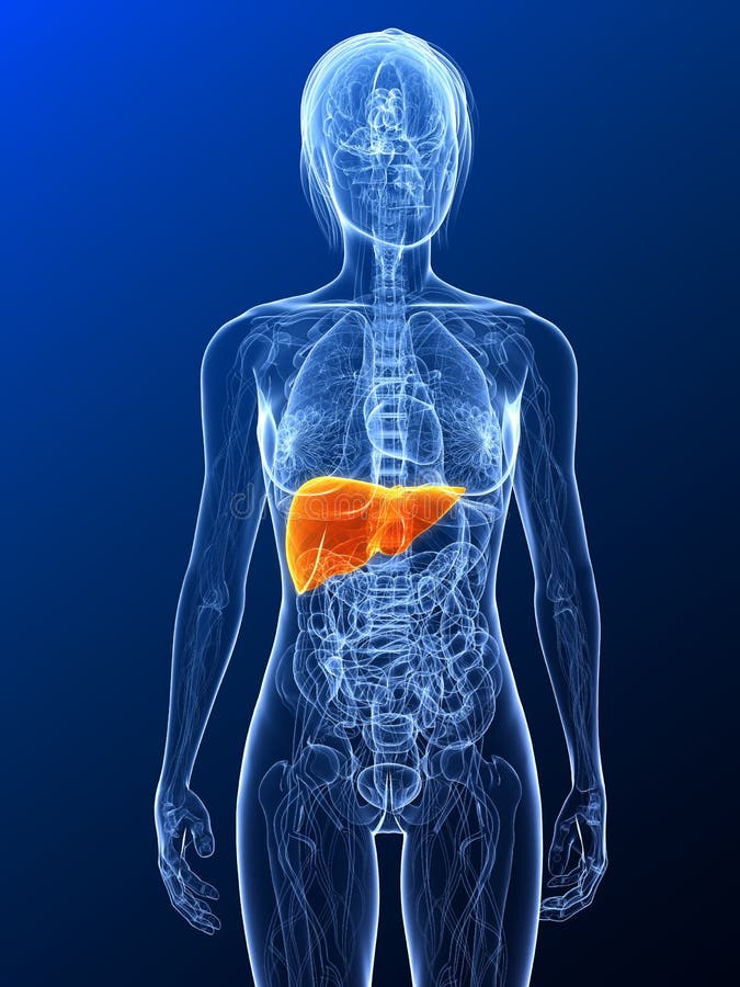 3d rendered illustration of a female anatomy with highlighted liver. 3d rendered illustration of a female anatomy with highlighted liver