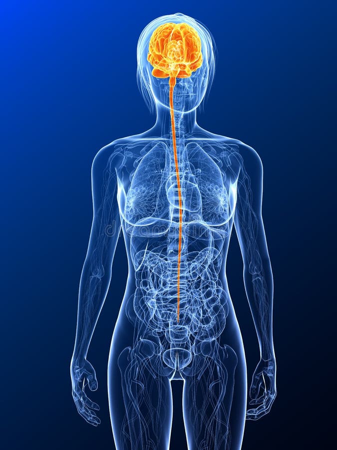 3d rendered illustration of a female anatomy with highlighted brain. 3d rendered illustration of a female anatomy with highlighted brain