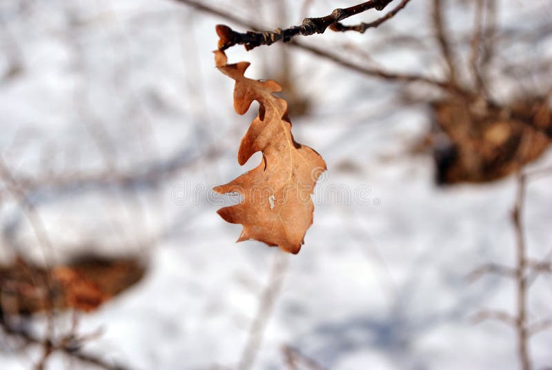 Выдержанные лист желтого дуба на хворостине, расплывчатом снежном glade