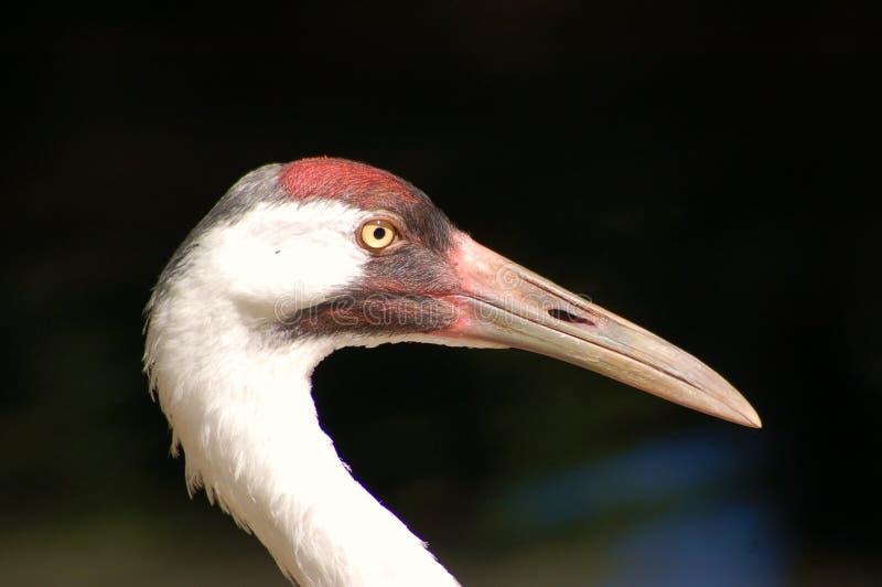 A profile of a Whoopng Crane showing the distinctive bald red patch on the head. A profile of a Whoopng Crane showing the distinctive bald red patch on the head.