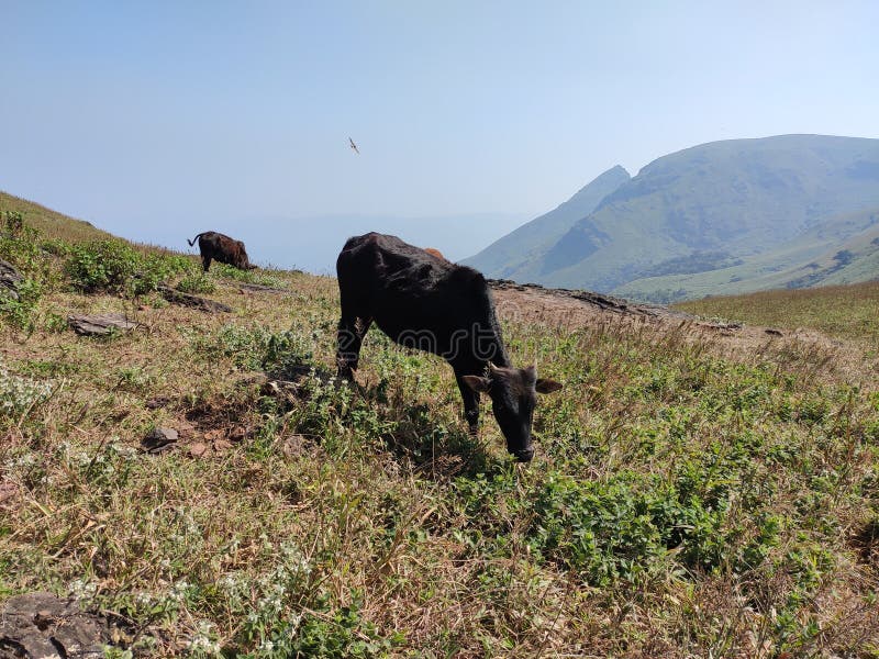 2 cattle grazing on top of Baba Budan giri mountain in range of the Western Ghats of India. 2 cattle grazing on top of Baba Budan giri mountain in range of the Western Ghats of India.