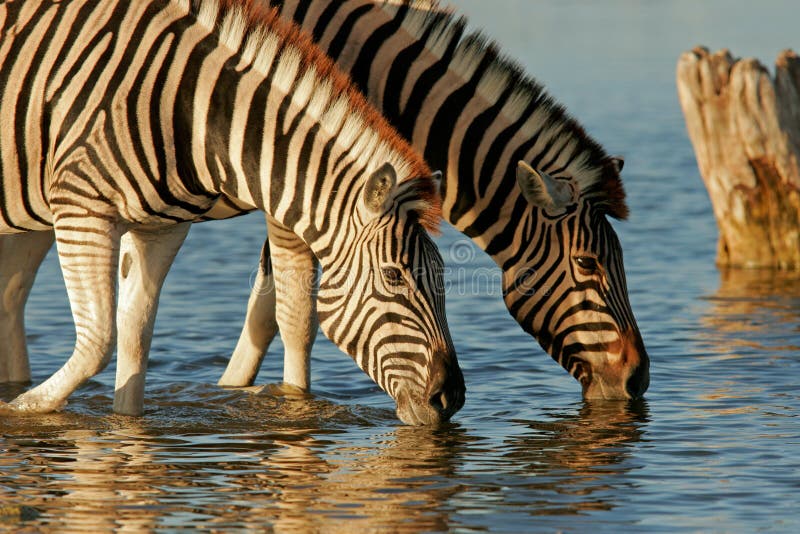 Two Plains (Burchellâ€™s) Zebra (Equus quagga) drinking water, Etosha National Park, Namibia. Two Plains (Burchellâ€™s) Zebra (Equus quagga) drinking water, Etosha National Park, Namibia
