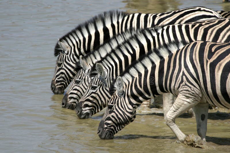 Okaukuejo, Etosha National Park, Namibia. Okaukuejo, Etosha National Park, Namibia