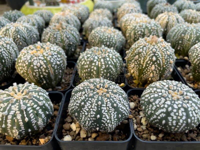 Cultivation of cacti for commercial purposes requires that well-formed cacti are marketable. Cultivation of cacti for commercial purposes requires that well-formed cacti are marketable.