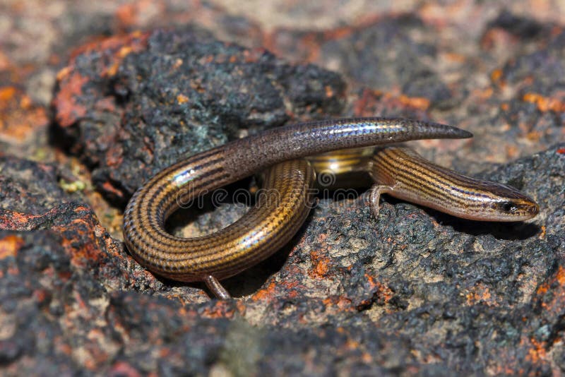 Выровнянное изгибчивое Skink, lineata Lygosoma, Satara, махарастра, Индия стоковая фотография Выровнянное изгибчивое Skink, lineata Lygosoma, Satara, махарастра, Индия стоковая фотография