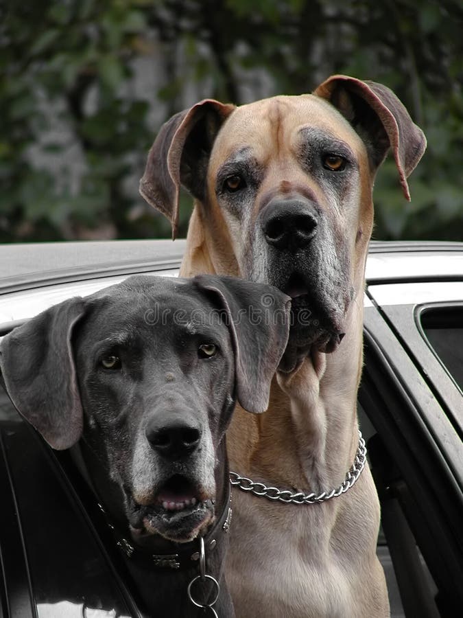 2 dogs looking out of a car window. 2 dogs looking out of a car window