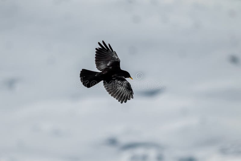 Высокогорный Chough стоковые фотографии rf Высокогорный Chough стоковые фотографии rf