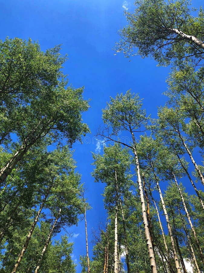 Looking up at tall aspens on a sunny day and against a deep, blue sky. Looking up at tall aspens on a sunny day and against a deep, blue sky