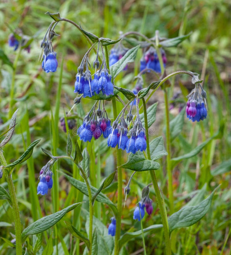 Высокорослые цветки Bluebell стоковое фото Высокорослые цветки Bluebell стоковое фото